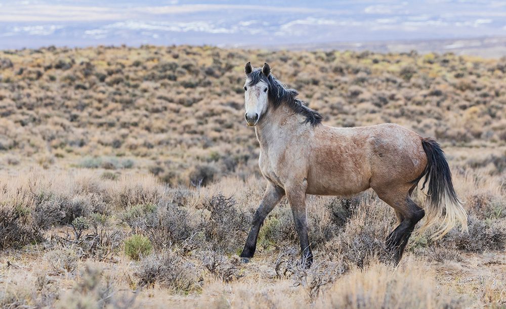 Wild mustang